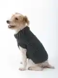 The Poet Dog Sweater Pattern step 1 - construction progress