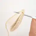 Cleo the Clam Amigurumi Pattern step 2 - assembly progress