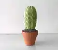 Desert Crochet Cactus Amigurumi Pattern step 3 - details and accessories