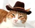 Cowboy Cat Hat Pattern step 1 - construction progress
