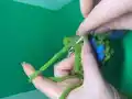 Ninja Turtle Amigurumi Pattern step 4 - final assembly and finishing