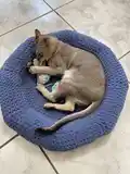 Easy Doughnut-Shaped Pet Bed Pattern step 4 - final assembly and finishing